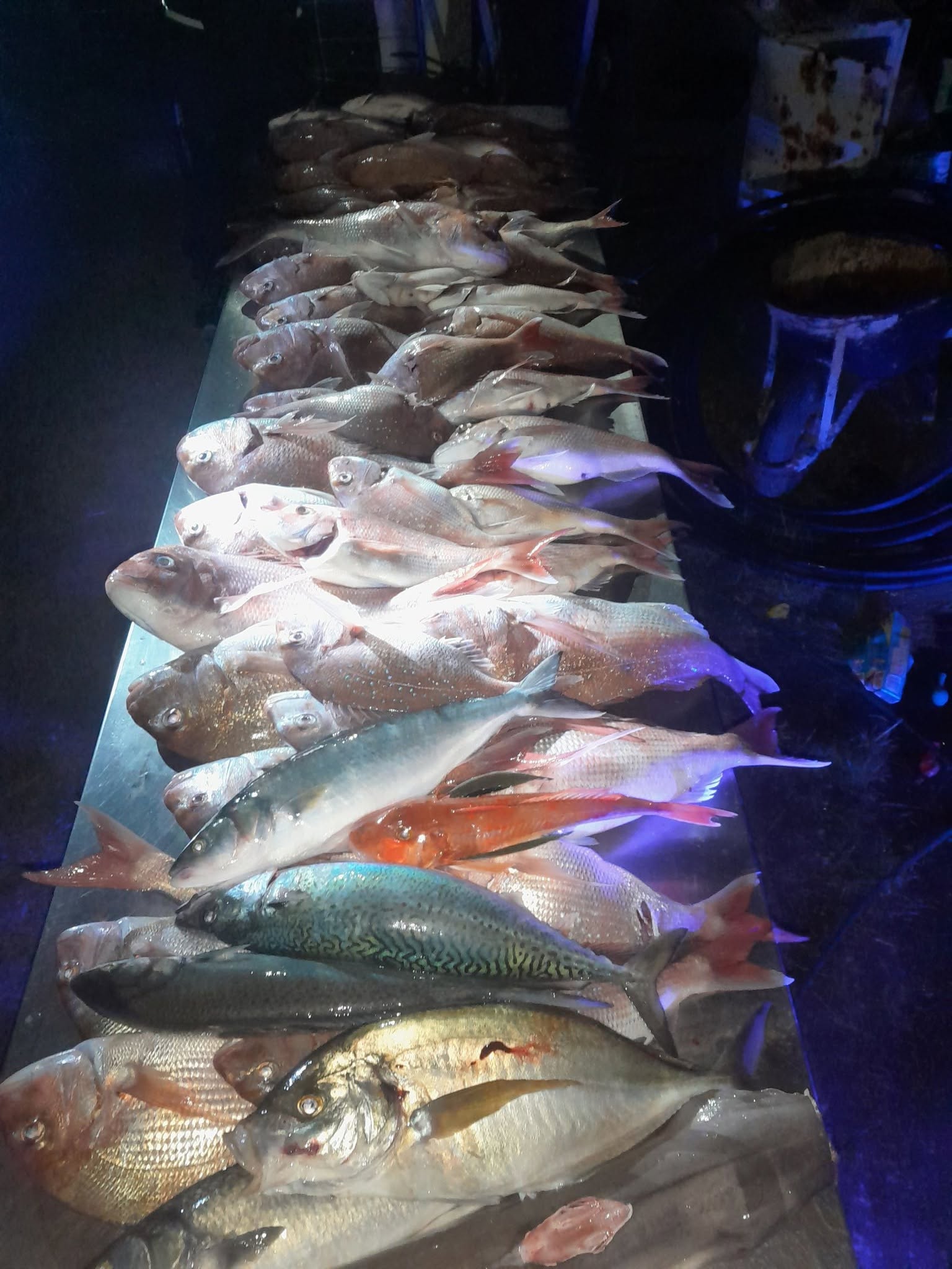 A catch of fish from a recent charter
