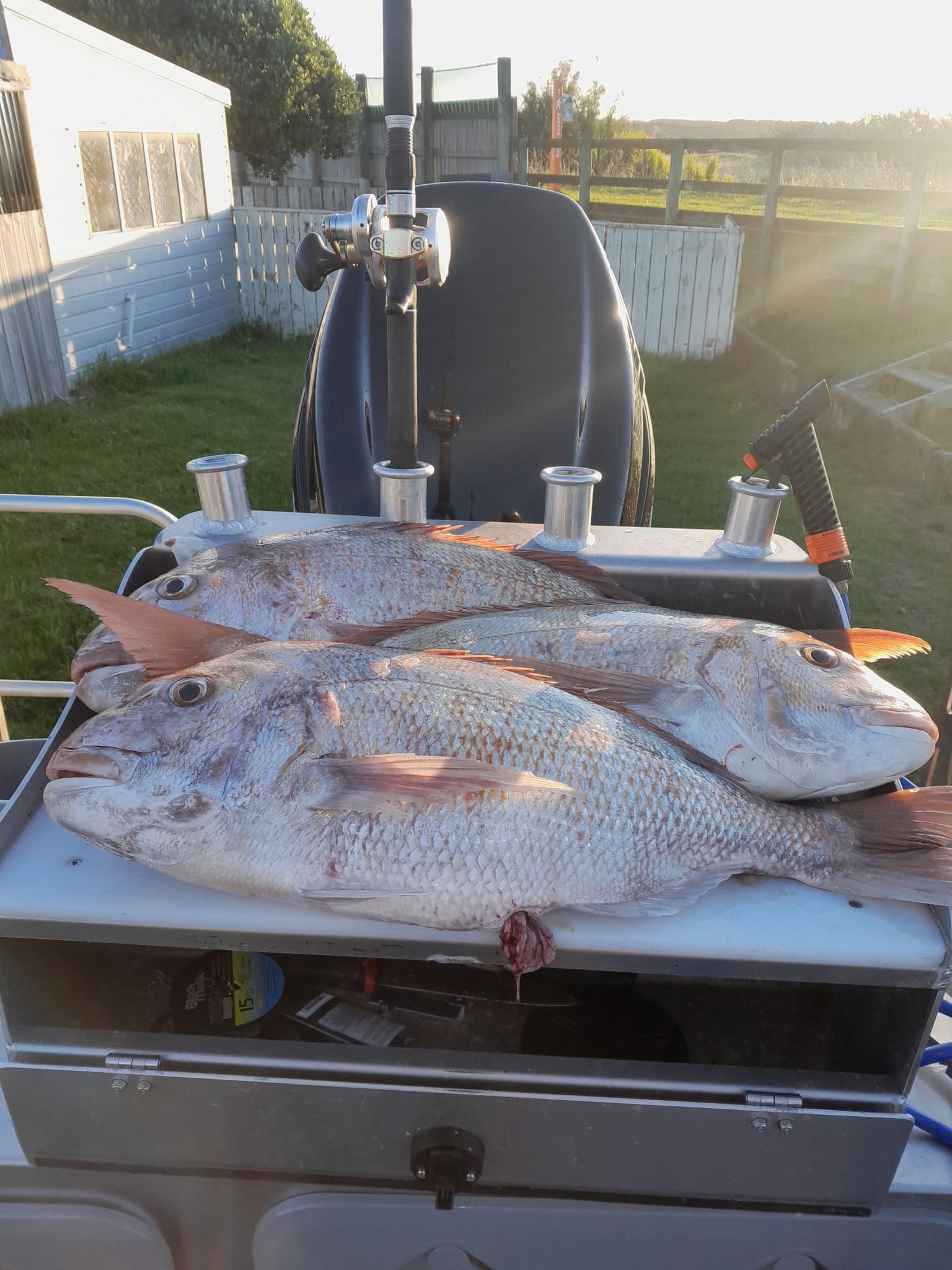 Snapper caught aboard the Silver Bullet