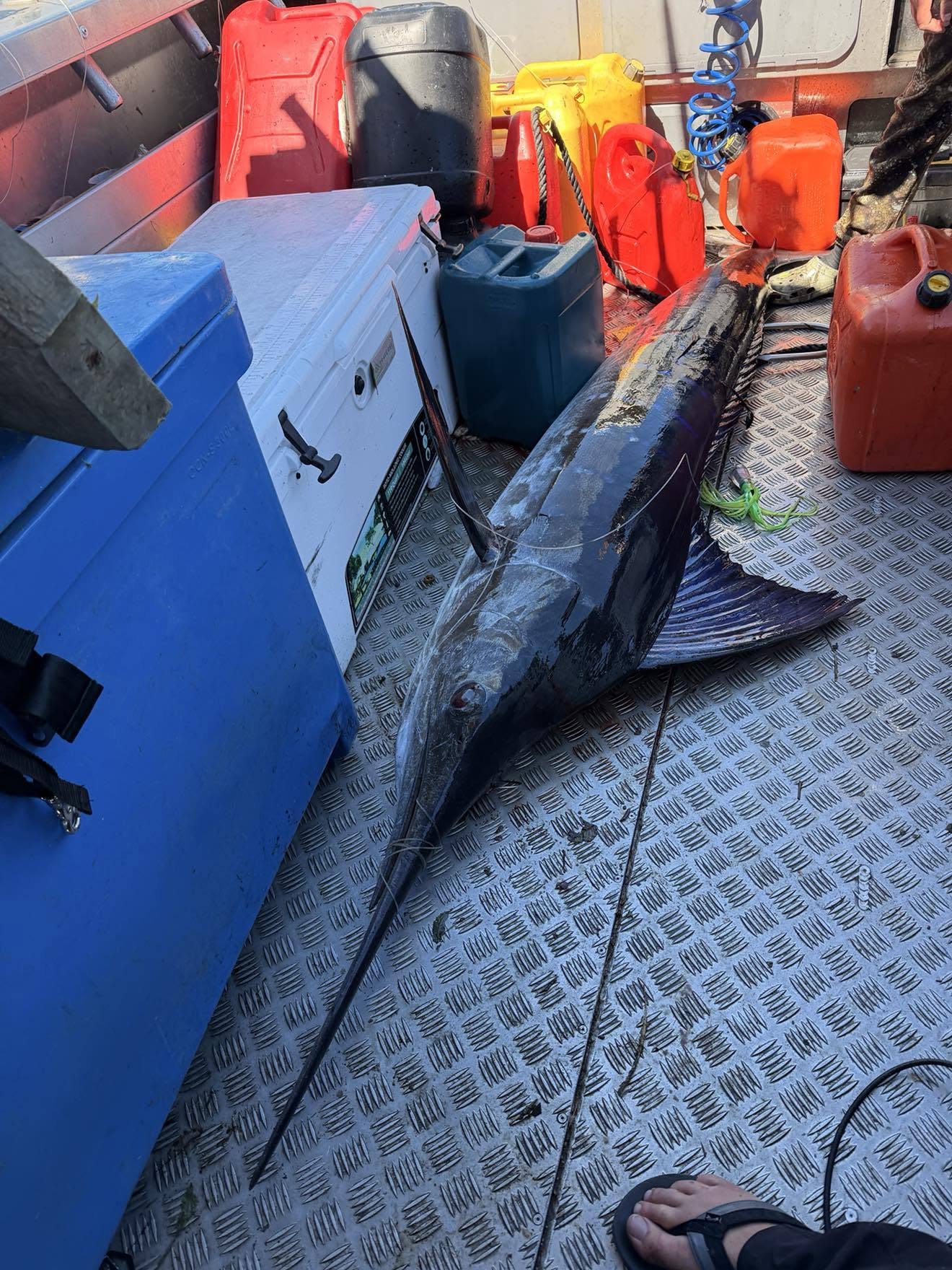 Kingfish caught aboard the Silver Bullet
